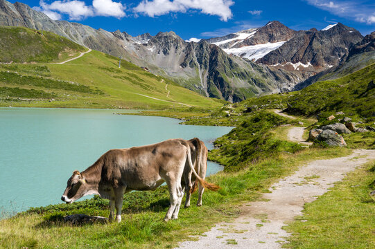 K&uuml;he am Rifflsee im Pitztal.