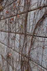 Dry vine plant on concrete stone wall