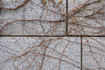Dry vine plant on concrete stone wall