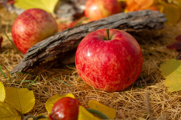 The fallen red apple in autumn