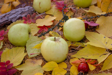 Fallen green apples in autumn
