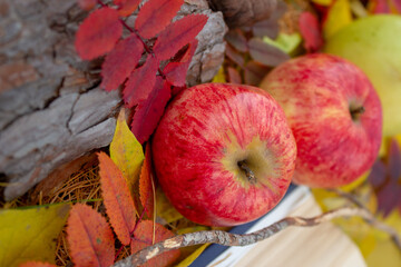 Naklejka na ściany i meble Fallen red apples in autumn