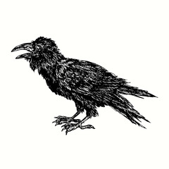 Black crow side portrait. Ink black and white drawing. Vector illustration