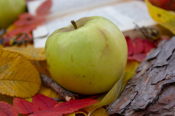 A fallen green apple in autumn