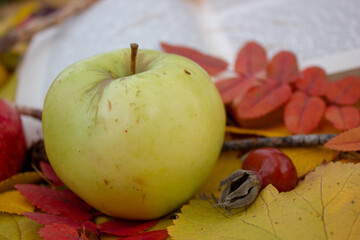 A fallen green apple in autumn