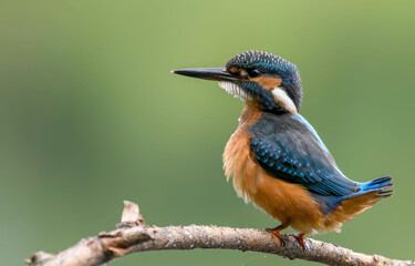 kingfisher on the branch