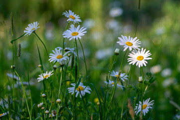 Fototapeta premium Leucanthemum vulgare meadows wild oxeye daisy flowers with white petals and yellow center in bloom, flowering beautiful plants