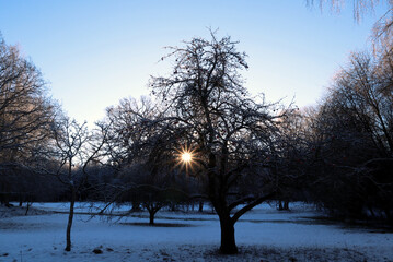Nice landscape photo during the winter. The sun is shining strong through the trees. Colorful snowy picture. Stockholm, Sweden.