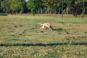 perro jugando con la pelota
