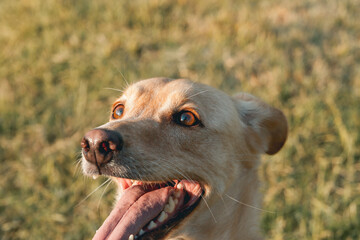 miradda de perro