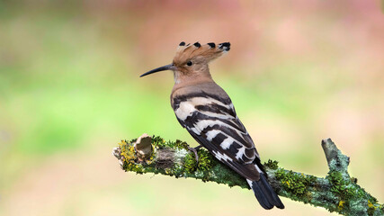 Eurasian Hoopoe on branch with green background