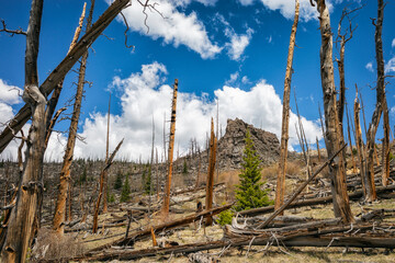 Landscape after a Forest Fire in Colorado