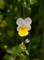 yellow flower