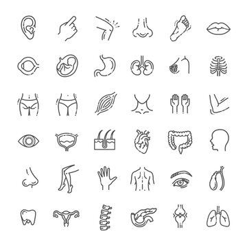 Set of vector line icons of anatomy
