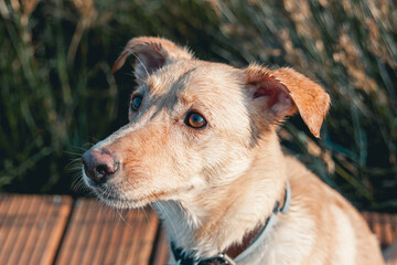 miradda de perro