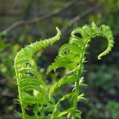 Fern. Plants and vegetation. Garden. Nature.