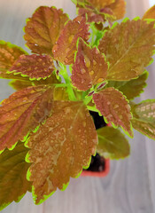 Coleus plant, orange-colored nettle with green border. Painted leaves, palettes of bright orange, brown. Floriculture, gardening. Indoor flower in a pot. Coleus variety - 