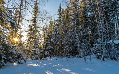 The fabulous beauty of the winter taiga of the harsh north