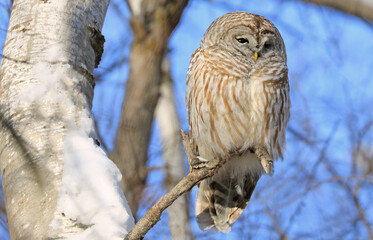 Barred Owl standing on a tree branch, Quebec, Canada