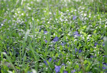 grass in the garden