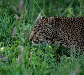 African Leopard 