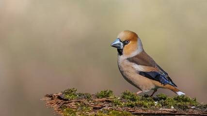 Hawfinch sitting on a stump in the moss