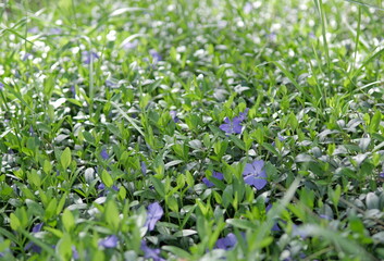 flowers in the grass