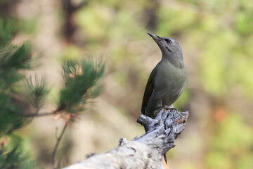 grey-headed woodpecker in the tree