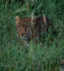 African Leopard 