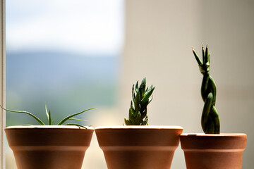 Cactos e suculentas tomando sol na janela