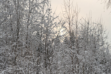 Winter landscape in Birch trees under the snow. Scandinavia. Finnish nature