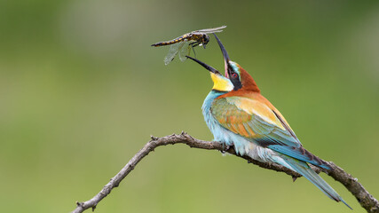 bee-eater sits on a branch and throws up a dragonfly