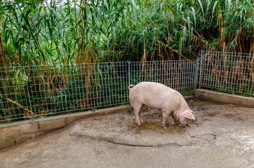 Pig reared in a backyard