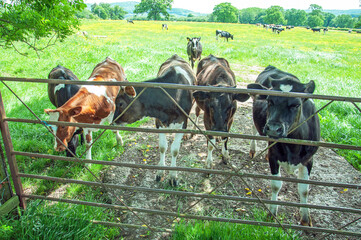 Cattle stood at a gate in the summer.