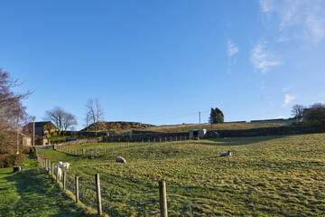 In bright winter sun, sheep and goats graze on smallholding pasture
