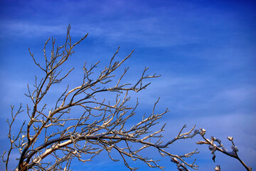 Branches of trees in the snow against a blue sky with shallow depth of field