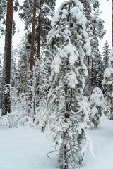 Winter landscape in a mixed pine-spruce forest, Scandinavia. Finnish nature