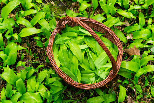 wild garlic harvesting basket on ramson field