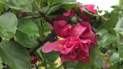 Hibiscus triple de Mayotte