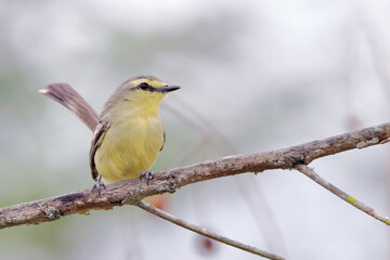 Greater Wagtail-Tyrant (Stigmatura budytoides) perched on a branch in the Brazilian caatinga