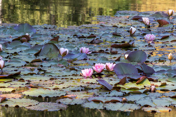Blühende Teichrosen, Seerosen