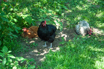 Chickens on the grass in summer