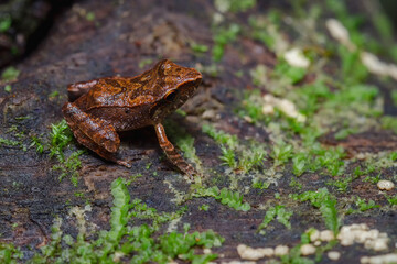 Frog perched on a wooden log with moss
