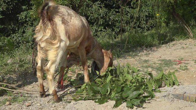 Goat eating leaves, Banepa, Bagmati Province, Nepal