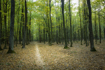 A path and fallen leaves in a deciduous forest