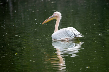 A pelican swimming in a lake.