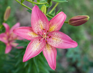 Beautiful pink lily flower in the garden