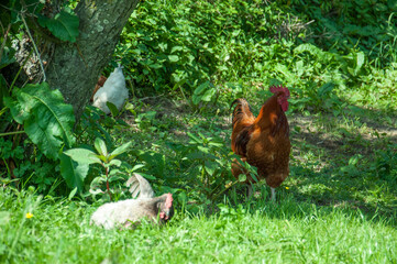 Chickens on the grass in summer