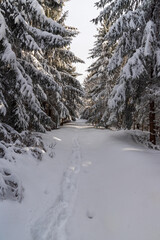 Snowcapped hiking trail in winter forest