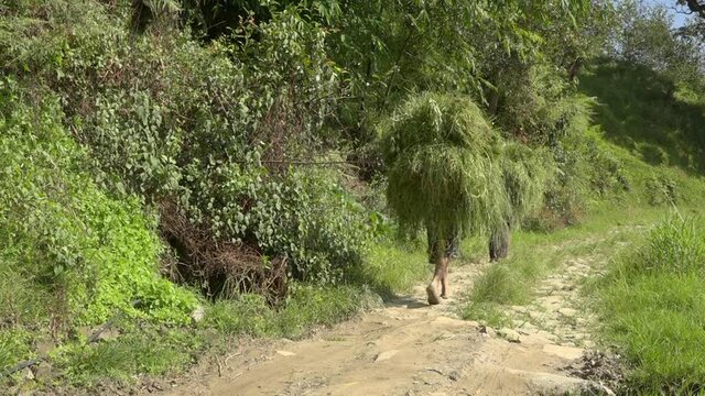 People carrying bundles of grass along dirt road, Banepa, Bagmati Province, Nepal
